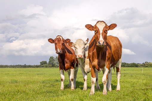 Three young cows, looking curious red and white, in a green field under a blue sky and horizon over land