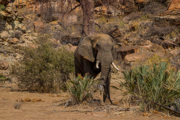 アフリカ�のマプングブエの岩だらけの丘を背景にした国立公園の象 - リンポポ州 ストックフォトと画像