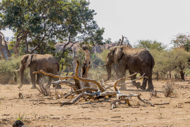 アフリカのマプングブエの背景に緑の木々を持つ野原の象のカップ�ル - limpopo province ストックフォトと画像