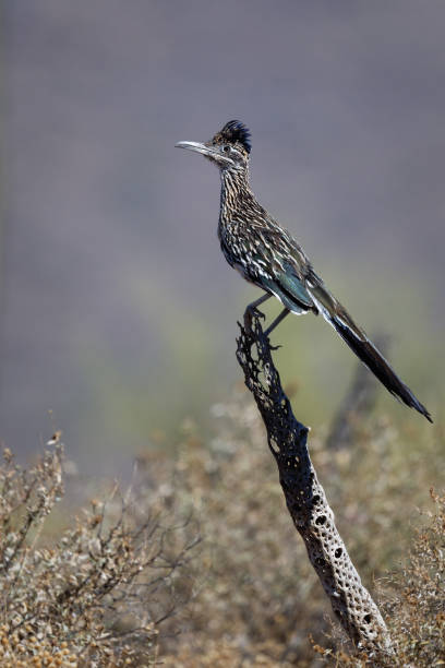 istock Vertical shot of a Greater roadrunner perched on a branch 1461024265