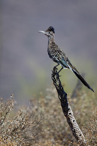 A vertical shot of a Greater roadrunner perched on a branch