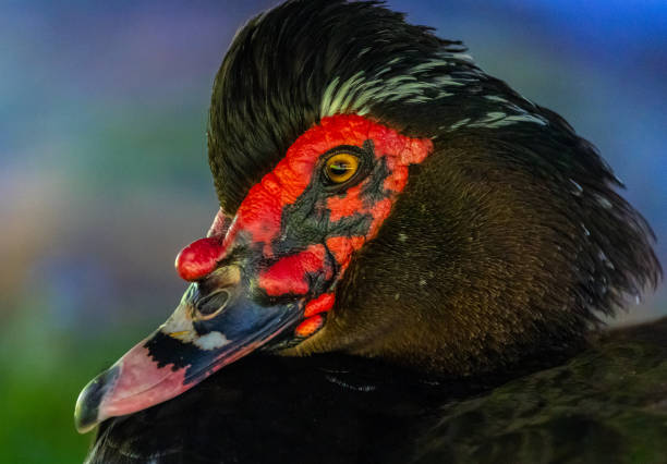 istock Portrait of a Muscovy duck 1461024547