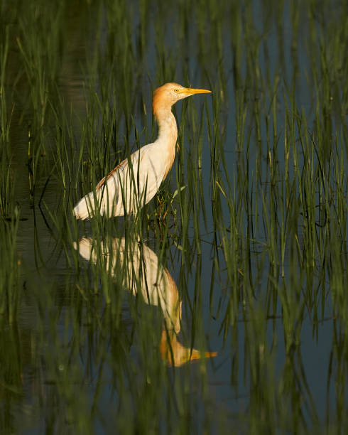 istock Selective focus shot of a Cattle egret bird in the water 1461025329