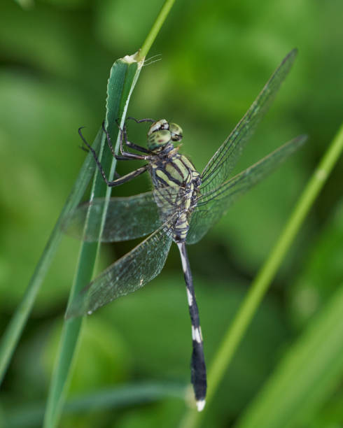 istock Selective focus shot of an Odonata insect on a plant leaf 1461025346