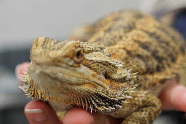 istock Closeup of a person's hand holding a central bearded dragon lizard 1461025369