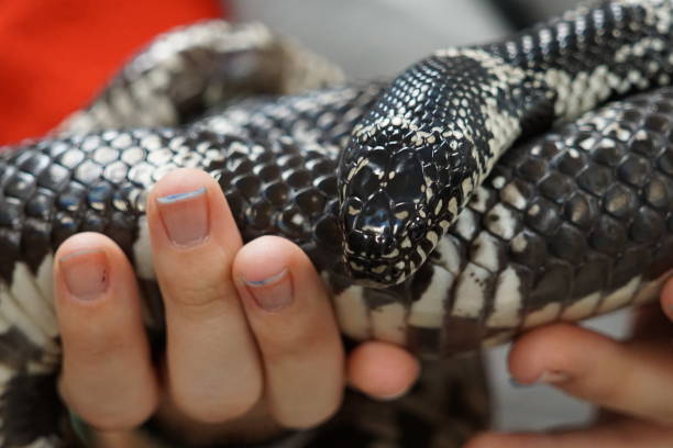 istock Closeup of a person's hand holding a snake 1461025383