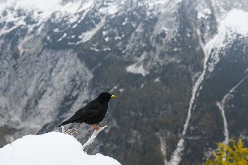 A black bird, an alpine chough (Pyrrhocorax graculus) on a branch in the snowy Julian Alps in Slovenia