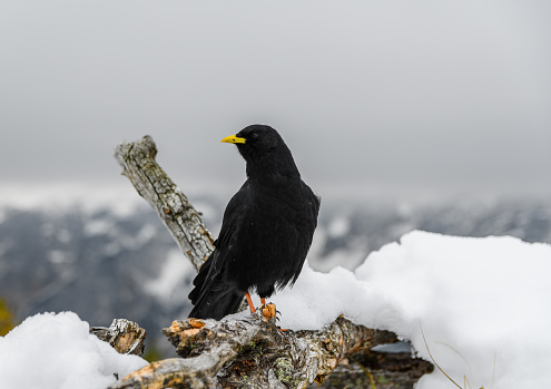 A black bird, alpine cough (Pyrrhocorax graculus) in snowy landscapes in the Julian Alps, Slovenia