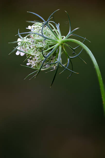 istock Selective focus of white wild carrot flower against a blurred background 1461025861