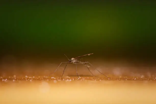 Photo of Macro shot of cranefly on a brown surface