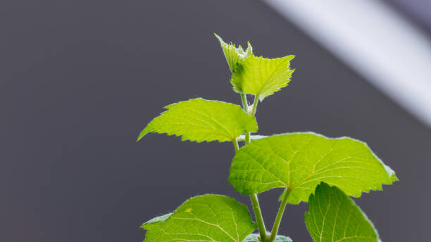 istock Grape leaves in vineyard. Grape leaves vine branch with tendrils and young leaves. Small grape branch with green leaves 1461026664
