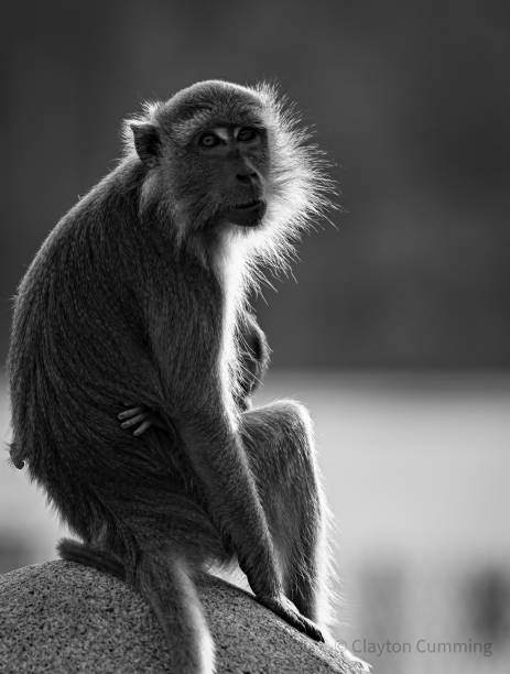 istock Vertical shot of a macaque monkey in black and white with a blurry background 1461027271