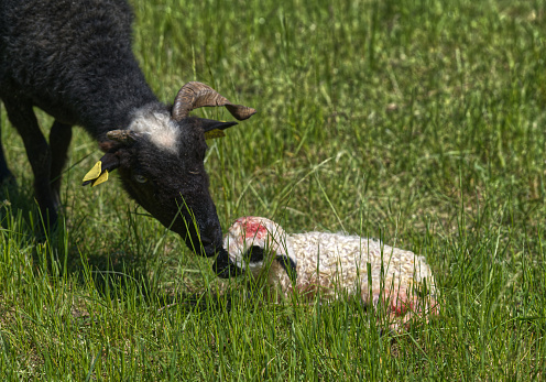 Ewe cleaning her newborn lamb