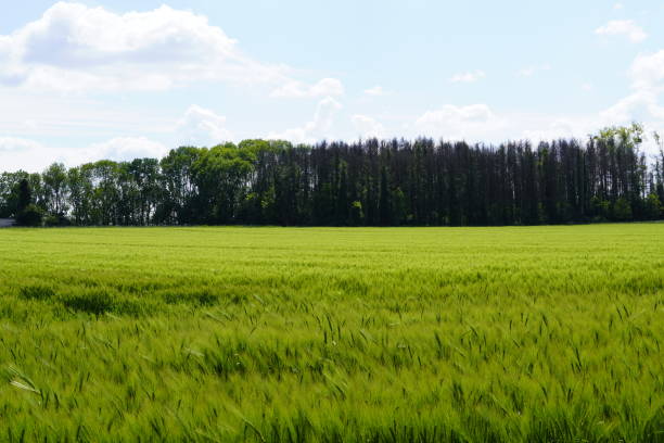 istock Scenic view of the barley field and the forest in the background 1461027607