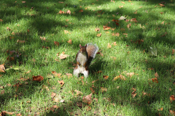 A cute squirrel on the grass with fallen leaves