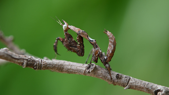 Praying Mantis seen on a twig facing to the left, Parablepharis kuhlii, Mantis, Southeast Asia.