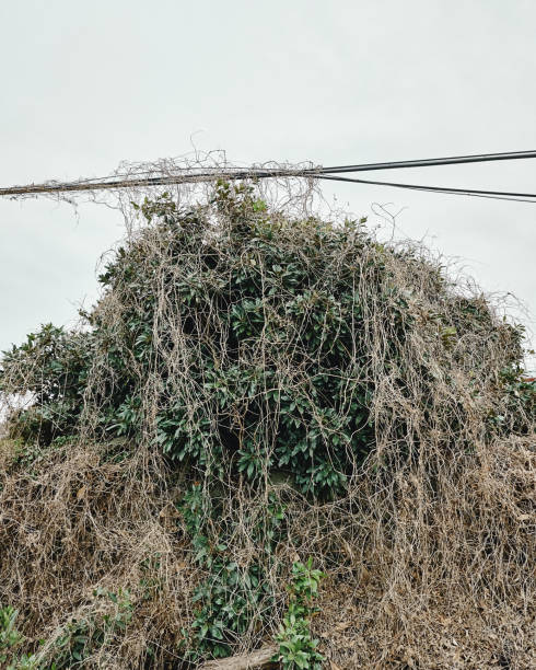 istock Vertical shot of dry plants on a field 1461028080