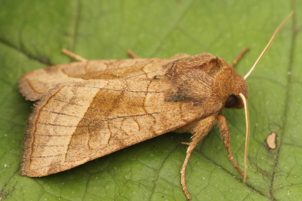 istock Closeup of the rosy rustic moth,  Hydraecia micacea sitting 1461028141