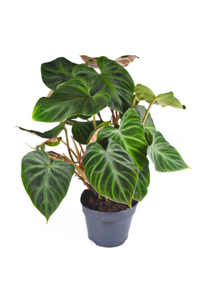 istock Exotic 'Philodendron Verrucosum' houseplant 1461028244