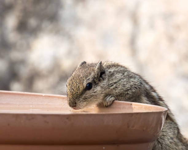 istock shallow focus of asquirrel drinking water from a pot 1461028288