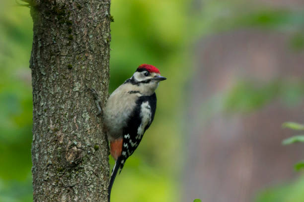 istock View of the woodpecker on the tree 1461028358