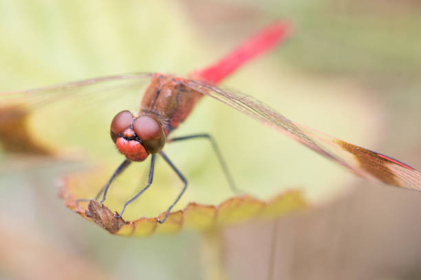 istock Macro closeup shot of a dragonfly 1461028447