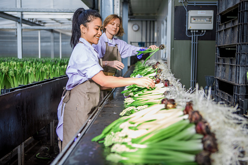 Two factory workers on a hyacinth flower production line