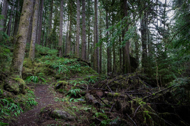 istock Beautiful shot of a forest 1461029467