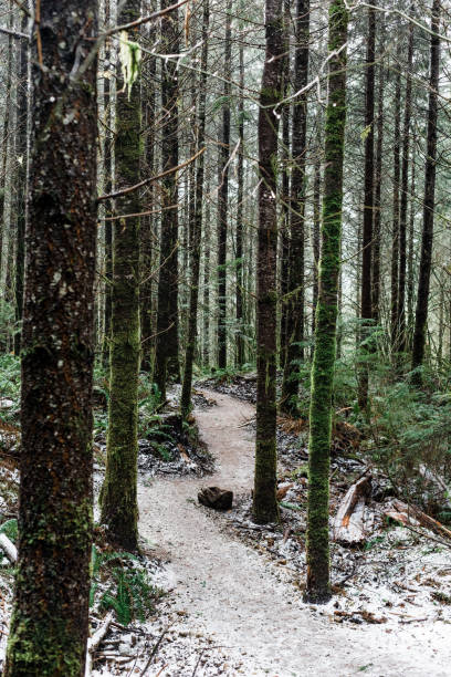 istock Winding hiking trail through the trees 1461029601