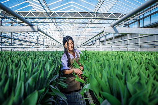 Expert female farm worker in a Tulip Greenhouse in Holland