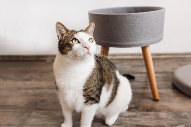 istock Domestic cat and gray storage stool. Round gray linen pouffe 1461032057