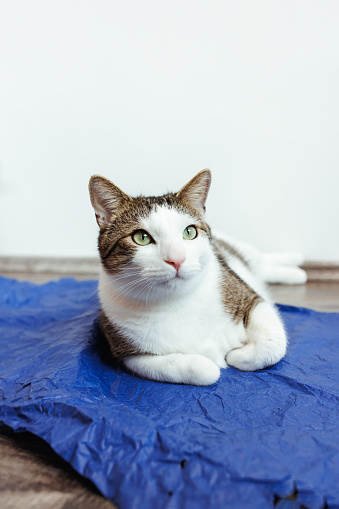 Content domestic bicolor tabby and white cat lying down on blue craft packing paper with paws tucked. Cats love of paper concept. Closeup, copy space