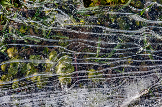 Aquatic plants under the linear texture of the ice sheet
