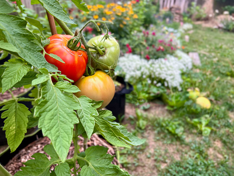 Tomato plants in back yard