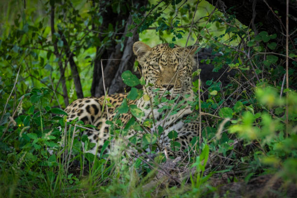 istock Female Leopard in the bush 1461037068