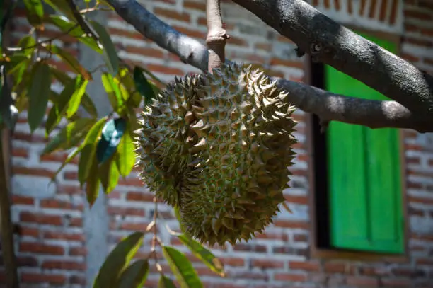 Close Up Low Angle View A Durian Fruit Hanging On The Tree At The Back Of The House
