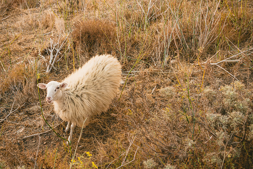 White sheep on a dry grass