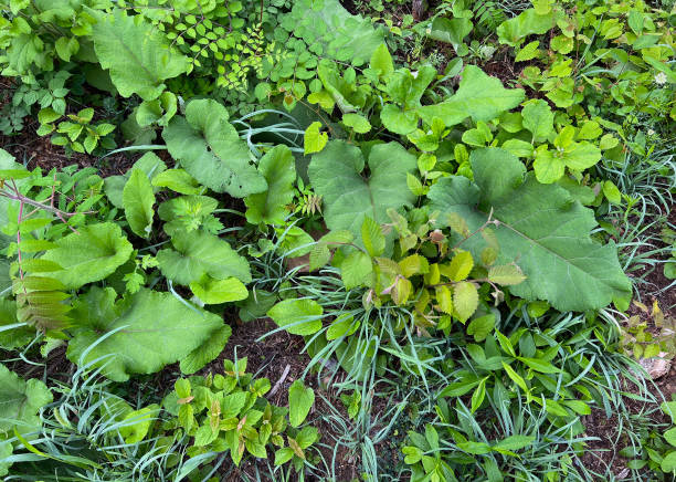 Weeds in Summer