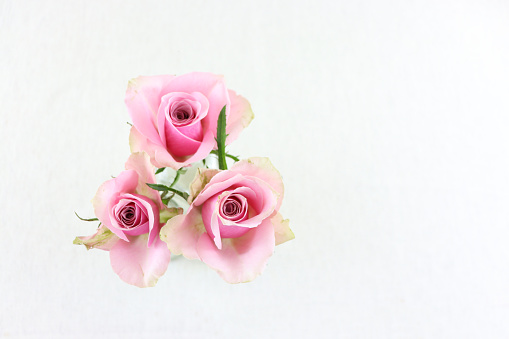 Pink roses from above