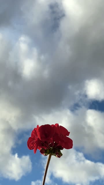 Red flower against cloudy sky