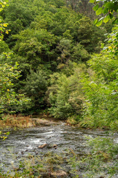 istock Fragas do Eume Natural Park, Pontedeume, Spain 1461045030