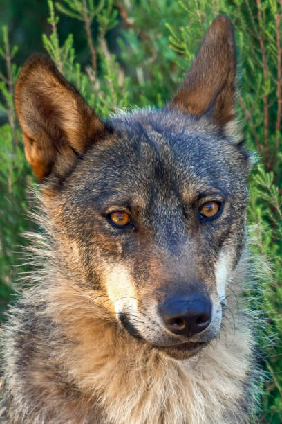 istock Iberian Wolf, Zamora, Spain 1461045134