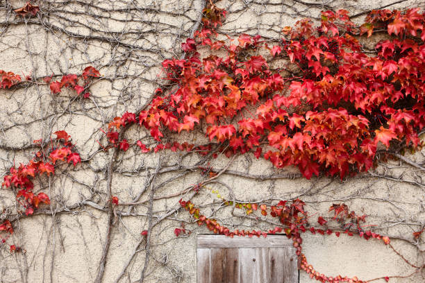 istock Red ivy on a wall. Autumn botanical natural textured background 1461045154