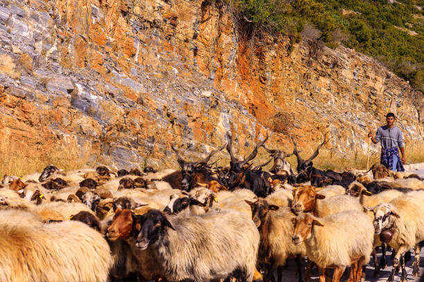 Euboea, Greece - October 19, 2011: View of a shepherd and a herd of sheep on a road in the Island Euboea (Evia), Greece