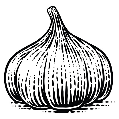 Garlic vegetable illustration in a vintage retro woodcut etching style.