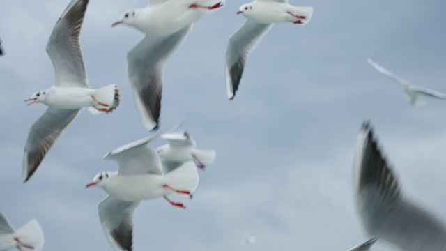 SLO MO CLOSE-UP A group of seagulls in flight across the sky