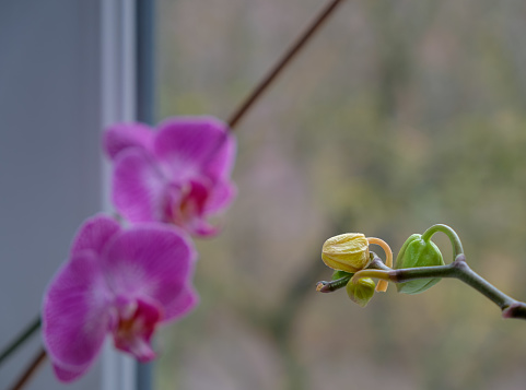 Orchid bud yellow and fall off. Orchid diseases. House plants care. Copy space.