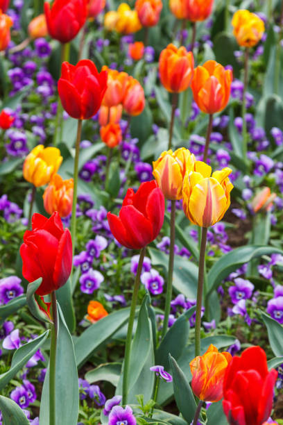 istock Colorful Tulips in a flower bed 1461056683