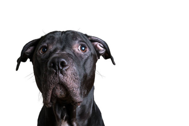 Close-up headshot of pit bull terrier over white background American Pit Bull Terrier black dog portrait isolated on white background with space for text. dog looks up. Headshot american pit bull terrier stock pictures, royalty-free photos & images