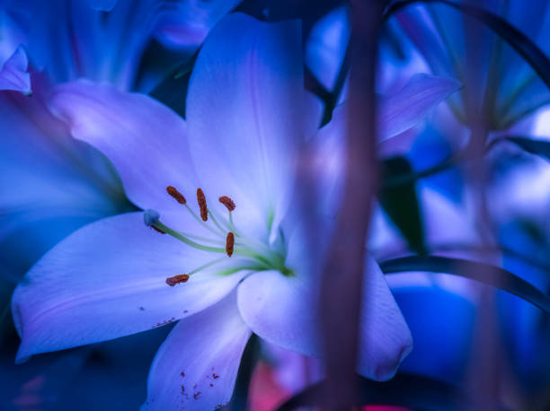 istock Indoors and Outdoors at Longwood Gardens 1461060700